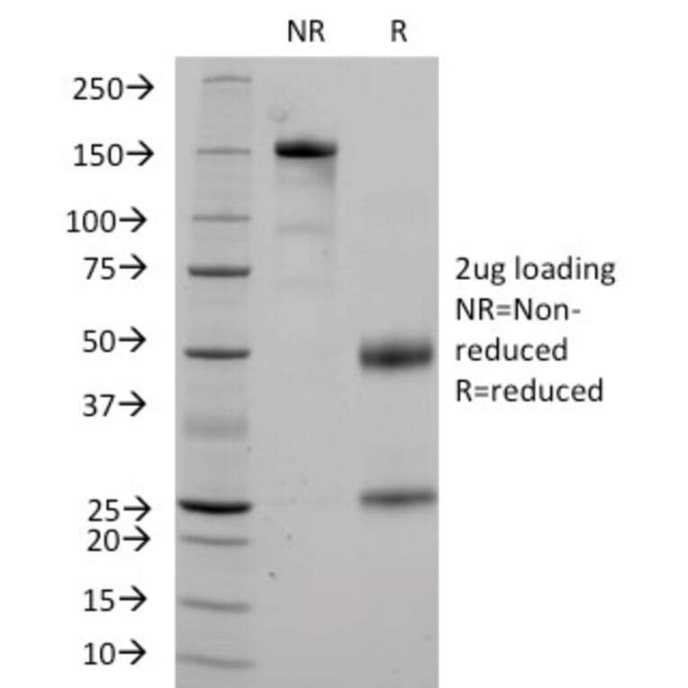 SDS-PAGE - Anti-CD36 Antibody [1A7] - BSA and Azide free (A253866) - Antibodies.com