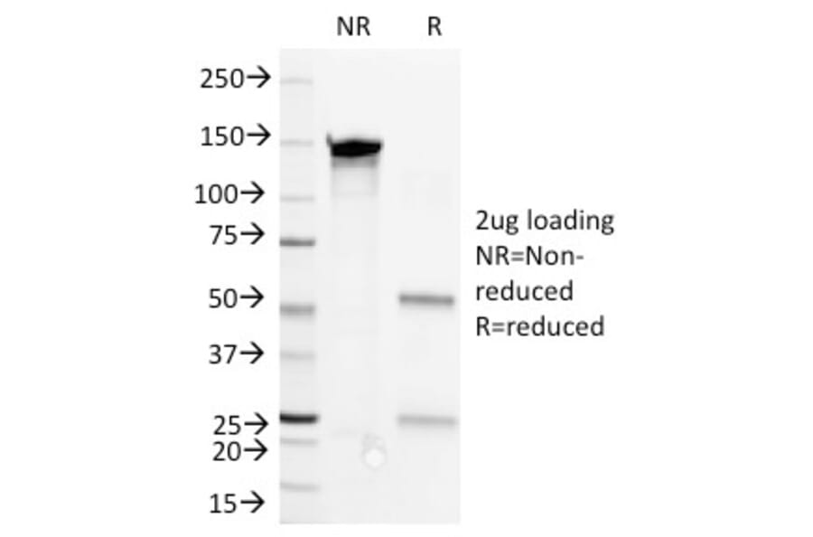 SDS-PAGE - Anti-CD36 Antibody [1E8] - BSA and Azide free (A253867) - Antibodies.com