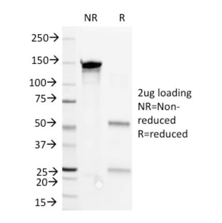 SDS-PAGE - Anti-CD36 Antibody [1E8] - BSA and Azide free (A253867) - Antibodies.com