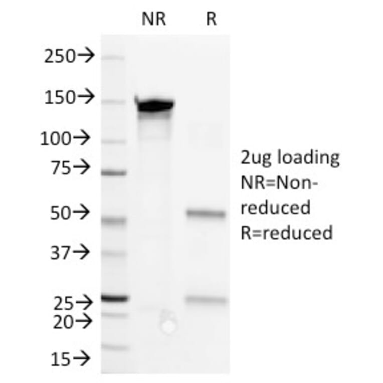 SDS-PAGE - Anti-CD36 Antibody [1E8] - BSA and Azide free (A253867) - Antibodies.com
