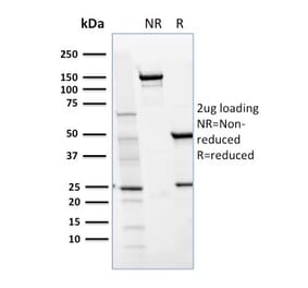 SDS-PAGE - Anti-CD36 Antibody [GPIIIb/1654] - BSA and Azide free (A253868) - Antibodies.com