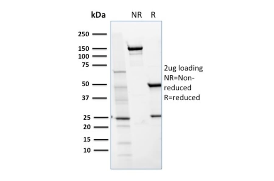 SDS-PAGE - Anti-CD36 Antibody [GPIIIb/1654] - BSA and Azide free (A253868) - Antibodies.com