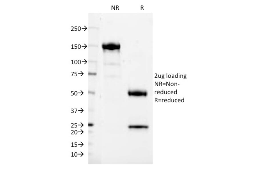 SDS-PAGE - Anti-CD37 Antibody [IPO-24] - BSA and Azide free (A253870) - Antibodies.com