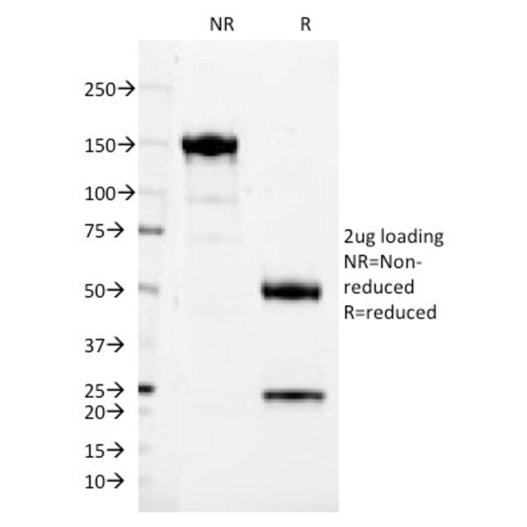 SDS-PAGE - Anti-CD37 Antibody [IPO-24] - BSA and Azide free (A253870) - Antibodies.com
