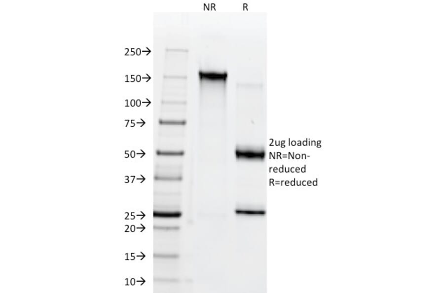SDS-PAGE - Anti-CD38 Antibody [AT1] - BSA and Azide free (A253870) - Antibodies.com