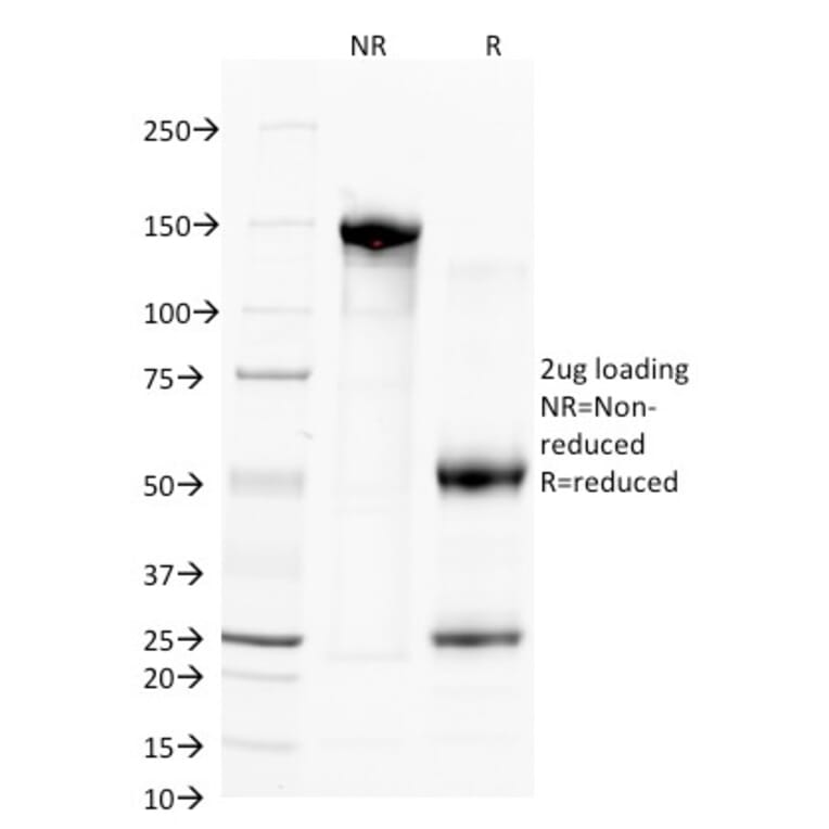 SDS-PAGE - Anti-CD38 Antibody [FS02] - BSA and Azide free (A253871) - Antibodies.com