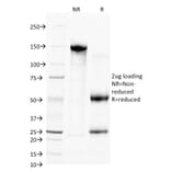 SDS-PAGE - Anti-CD38 Antibody [FS02] - BSA and Azide free (A253871) - Antibodies.com