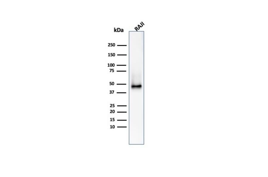 Western Blot - Anti-CD38 Antibody [CD38/4328] - BSA and Azide free (A253874) - Antibodies.com