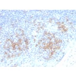 Immunohistochemistry - Anti-CD38 Antibody [CD38/4328] - BSA and Azide free (A253874) - Antibodies.com