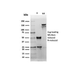 SDS-PAGE - Anti-CD38 Antibody [rCD38/6447] - BSA and Azide free (A253875) - Antibodies.com