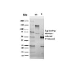 SDS-PAGE - Anti-CD38 Antibody [CD38/6448R] - BSA and Azide free (A253876) - Antibodies.com