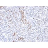 Immunohistochemistry - Anti-CD38 Antibody [CD38/4247R] - BSA and Azide free (A253876) - Antibodies.com