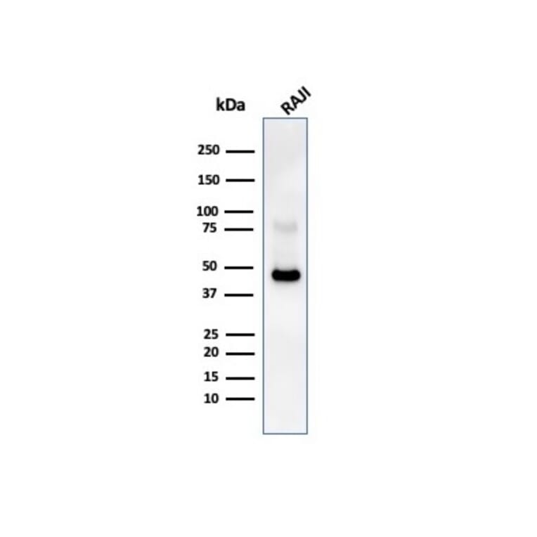 Western Blot - Anti-CD38 Antibody [CD38/4247R] - BSA and Azide free (A253877) - Antibodies.com