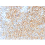 Immunohistochemistry - Anti-CD40 Antibody [C40/1605] - BSA and Azide free (A253878) - Antibodies.com