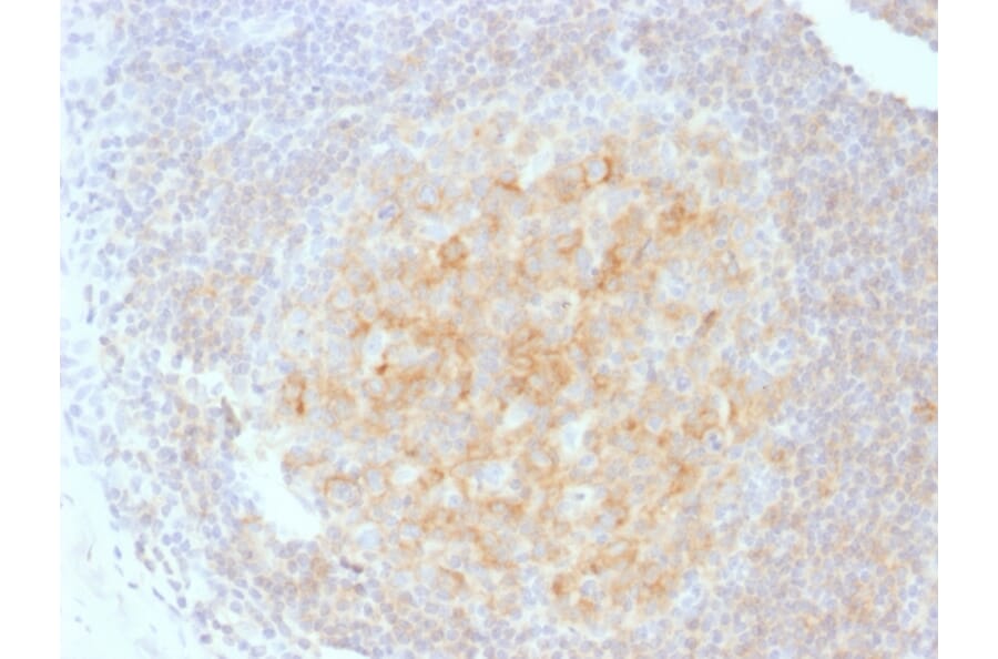 Immunohistochemistry - Anti-CD40 Antibody [C40/1605] - BSA and Azide free (A253878) - Antibodies.com