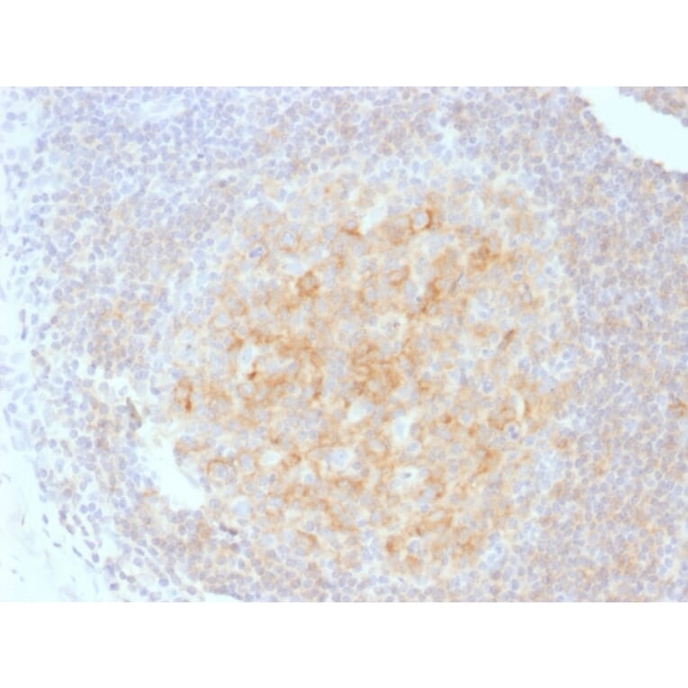 Immunohistochemistry - Anti-CD40 Antibody [C40/1605] - BSA and Azide free (A253878) - Antibodies.com