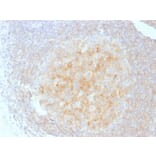 Immunohistochemistry - Anti-CD40 Antibody [C40/1605] - BSA and Azide free (A253878) - Antibodies.com