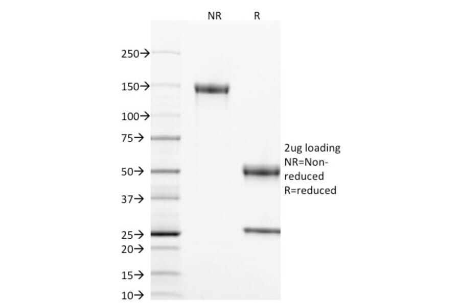 SDS-PAGE - Anti-CD40 Antibody [T8P2G4*A6] - BSA and Azide free (A253878) - Antibodies.com