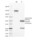 SDS-PAGE - Anti-CD40 Antibody [T8P2G4*A6] - BSA and Azide free (A253878) - Antibodies.com