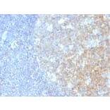 Immunohistochemistry - Anti-CD40 Antibody [C40/2383] - BSA and Azide free (A253880) - Antibodies.com