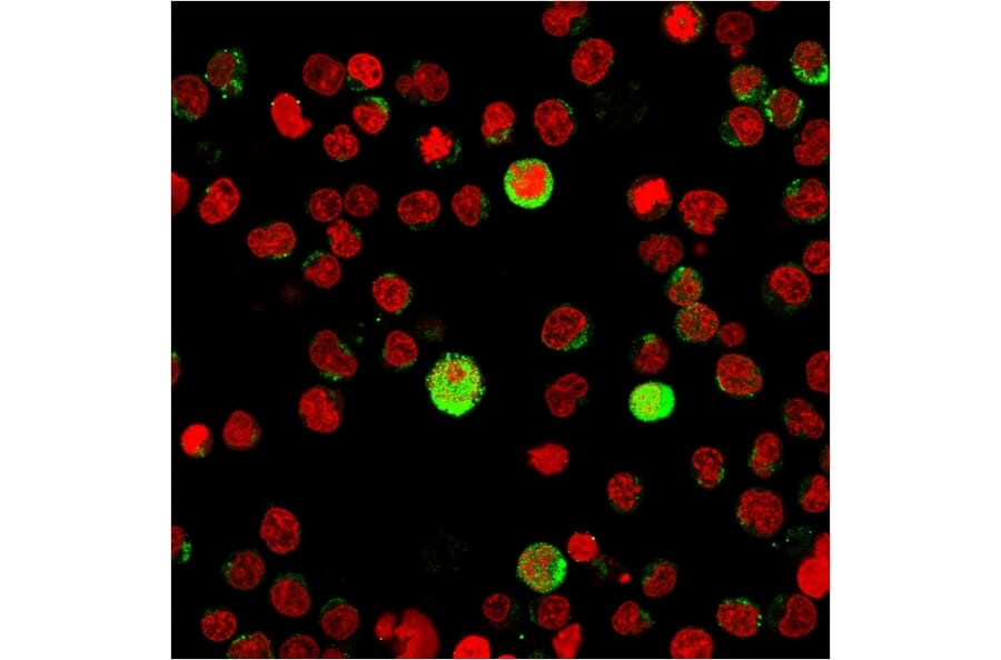 Immunofluorescence - Anti-CD40L Antibody [CD40LG/2763] - BSA and Azide free (A253883) - Antibodies.com