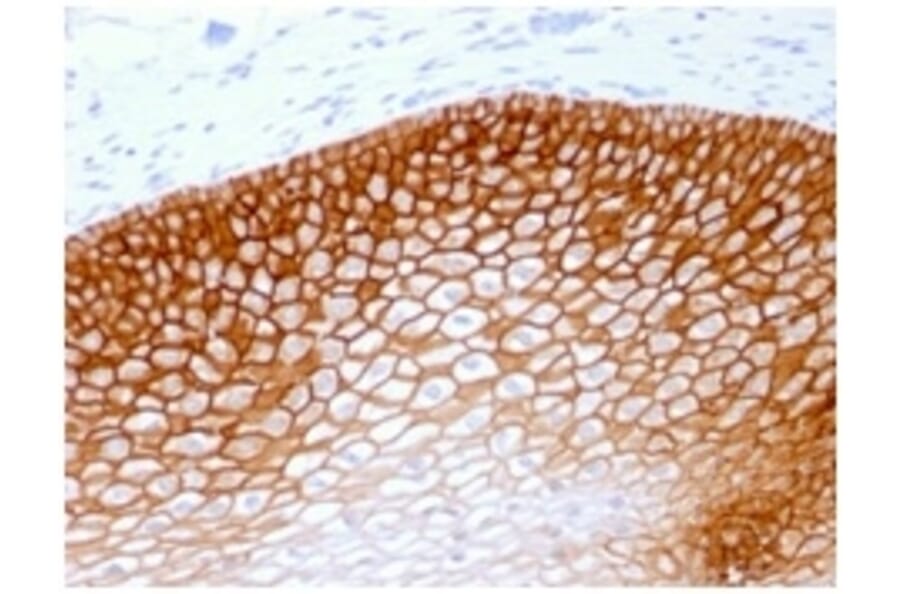 Immunohistochemistry - Anti-CD44v4 Antibody [rCD44v4/1219] - BSA and Azide free (A253885) - Antibodies.com