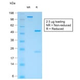 SDS-PAGE - Anti-CD44v4 Antibody [rCD44v4/1219] - BSA and Azide free (A253885) - Antibodies.com