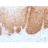 Immunohistochemistry - Anti-CD44v9 Antibody [rCD44v9/1459] - BSA and Azide free (A253885) - Antibodies.com