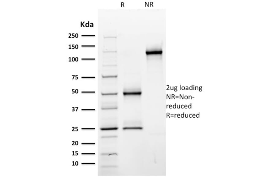 SDS-PAGE - Anti-CD44 Antibody [BU75] - BSA and Azide free (A253889) - Antibodies.com