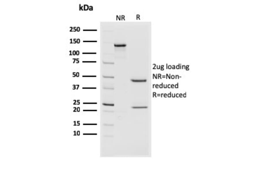 SDS-PAGE - Anti-CD44v4/5 Antibody [3D2] - BSA and Azide free (A250710) - Antibodies.com