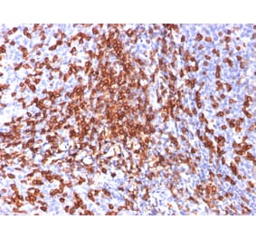 Immunohistochemistry - Anti-CD44 Antibody [156-3C11] - BSA and Azide free (A253891) - Antibodies.com