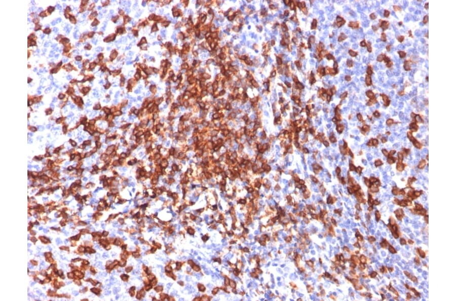 Immunohistochemistry - Anti-CD44 Antibody [156-3C11] - BSA and Azide free (A253891) - Antibodies.com