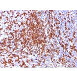 Immunohistochemistry - Anti-CD44 Antibody [156-3C11] - BSA and Azide free (A253891) - Antibodies.com