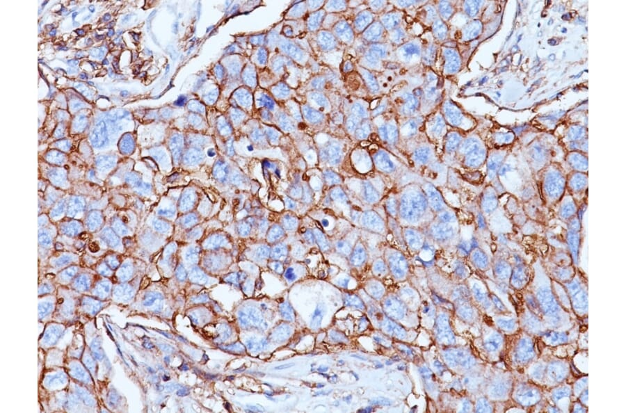 Immunohistochemistry - Anti-CD44 Antibody [156-3C11] - BSA and Azide free (A253891) - Antibodies.com