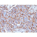 Immunohistochemistry - Anti-CD44 Antibody [156-3C11] - BSA and Azide free (A253891) - Antibodies.com