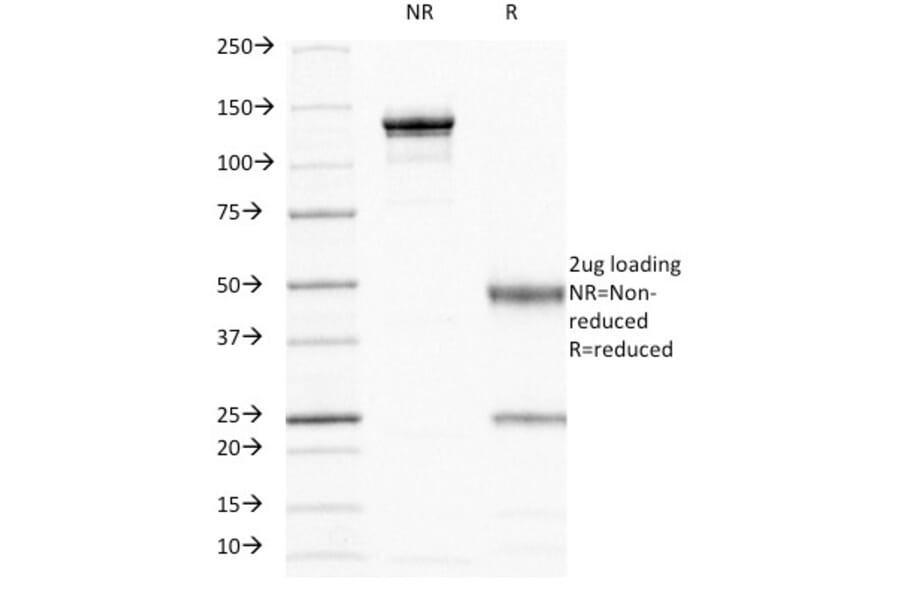 SDS-PAGE - Anti-CD44 Antibody [156-3C11] - BSA and Azide free (A253891) - Antibodies.com