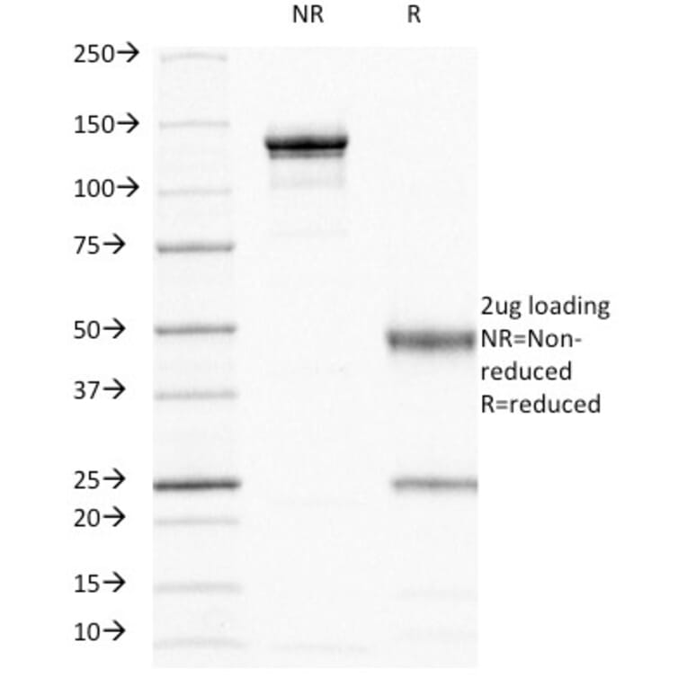 SDS-PAGE - Anti-CD44 Antibody [156-3C11] - BSA and Azide free (A253891) - Antibodies.com