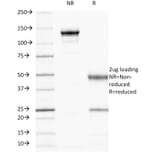 SDS-PAGE - Anti-CD44 Antibody [156-3C11] - BSA and Azide free (A253891) - Antibodies.com