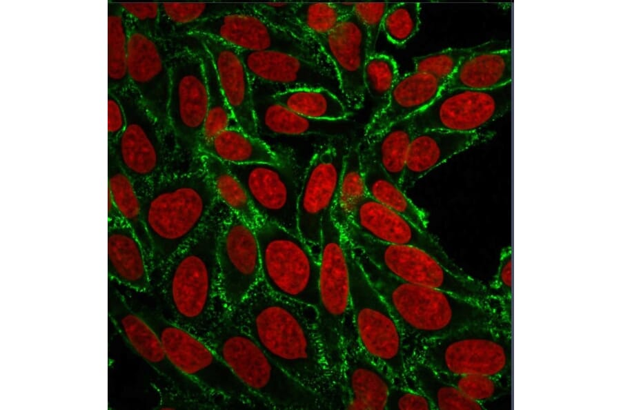 Immunofluorescence - Anti-CD44 Antibody [156-3C11] - BSA and Azide free (A253890) - Antibodies.com
