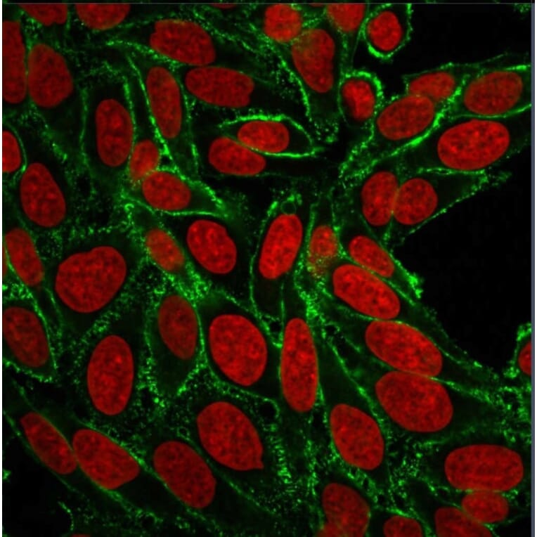 Immunofluorescence - Anti-CD44 Antibody [156-3C11] - BSA and Azide free (A253890) - Antibodies.com