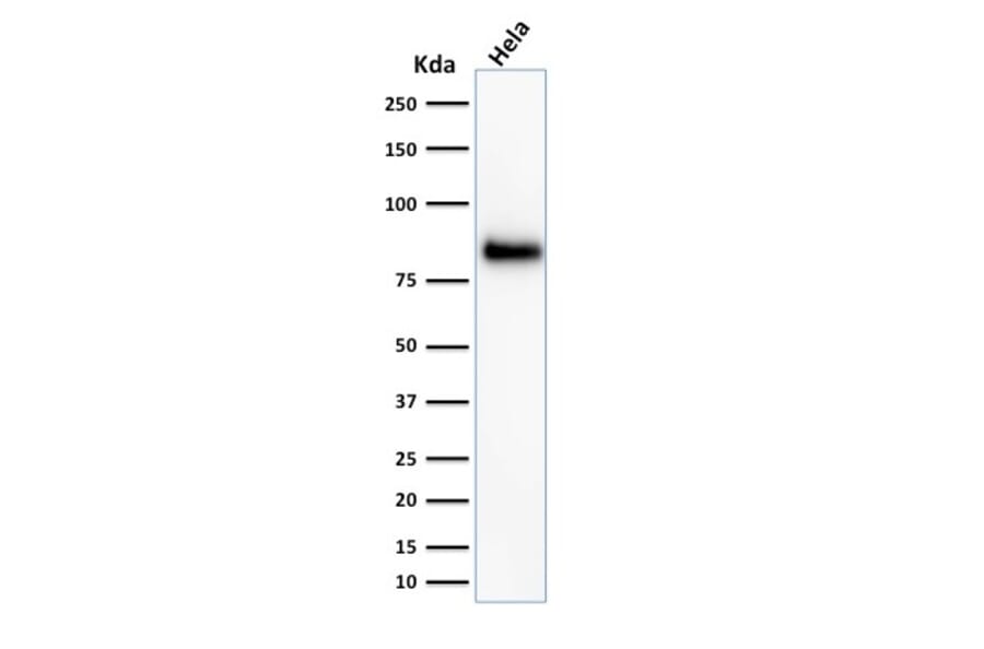 Western Blot - Anti-CD44 Antibody [156-3C11] - BSA and Azide free (A253891) - Antibodies.com