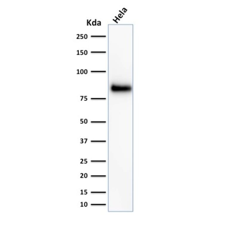 Western Blot - Anti-CD44 Antibody [156-3C11] - BSA and Azide free (A253891) - Antibodies.com