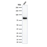 Western Blot - Anti-CD44 Antibody [156-3C11] - BSA and Azide free (A253891) - Antibodies.com
