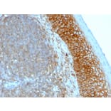 Immunohistochemistry - Anti-CD44 Antibody [SPM544] - BSA and Azide free (A253891) - Antibodies.com