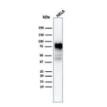 Western Blot - Anti-CD44 Antibody [SPM544] - BSA and Azide free (A253892) - Antibodies.com