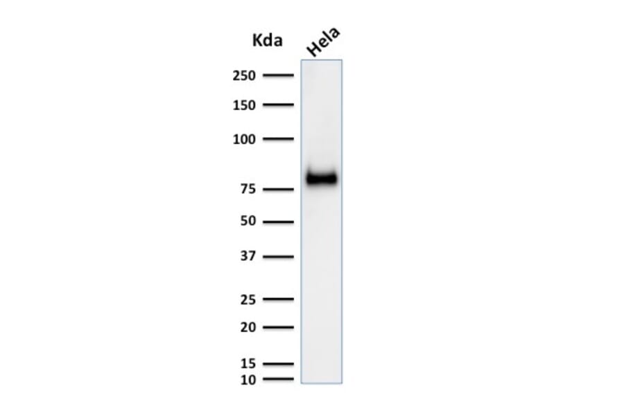 Western Blot - Anti-CD44 Antibody [SPM521] - BSA and Azide free (A253893) - Antibodies.com