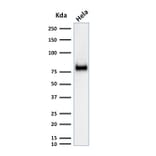 Western Blot - Anti-CD44 Antibody [SPM521] - BSA and Azide free (A253893) - Antibodies.com