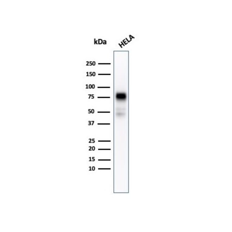 Western Blot - Anti-CD44 Antibody [rHCAM/918] - BSA and Azide free (A253894) - Antibodies.com