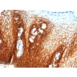 Immunohistochemistry - Anti-CD44 Antibody [rHCAM/6449] - BSA and Azide free (A253895) - Antibodies.com