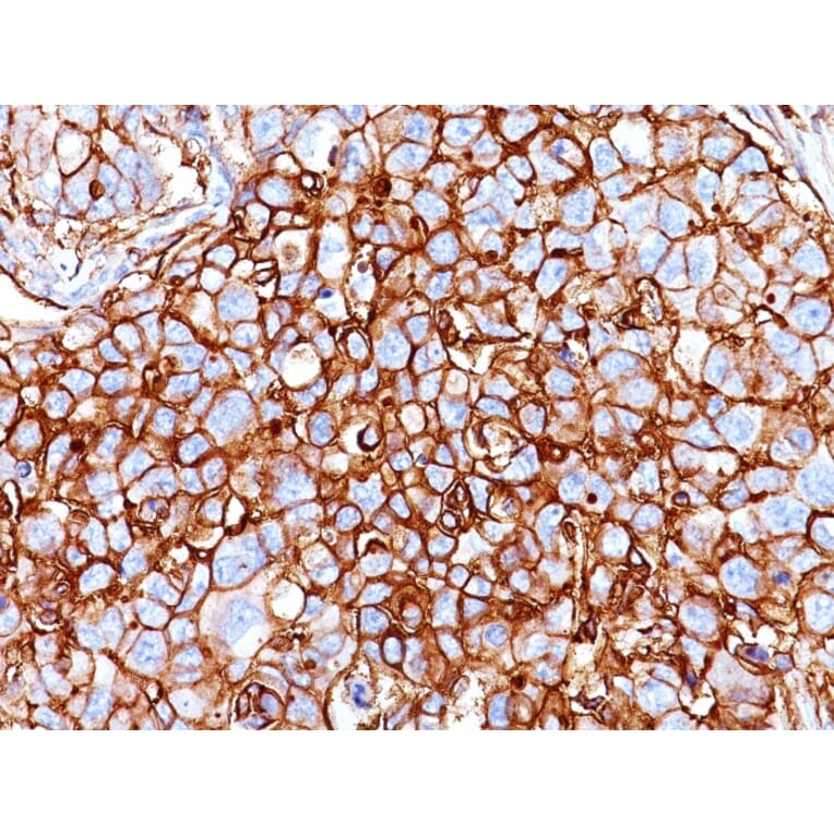 Immunohistochemistry - Anti-CD44 Antibody [HCAM/918] - BSA and Azide free (A253896) - Antibodies.com